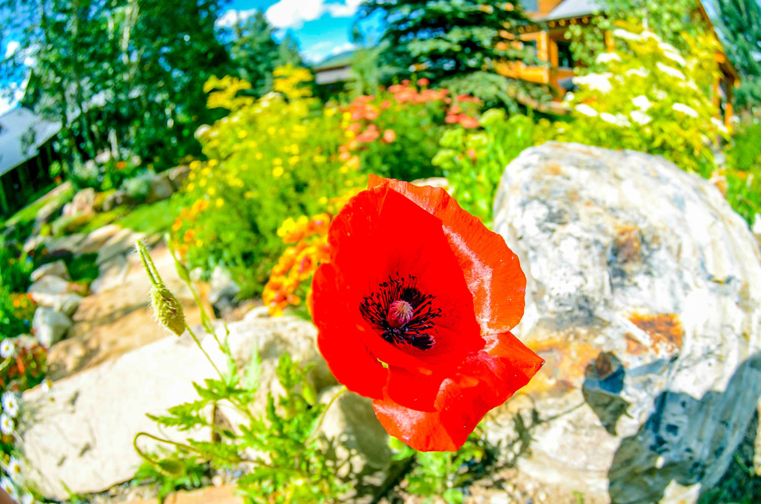 Crested Butte Landcaping and Wildscaping