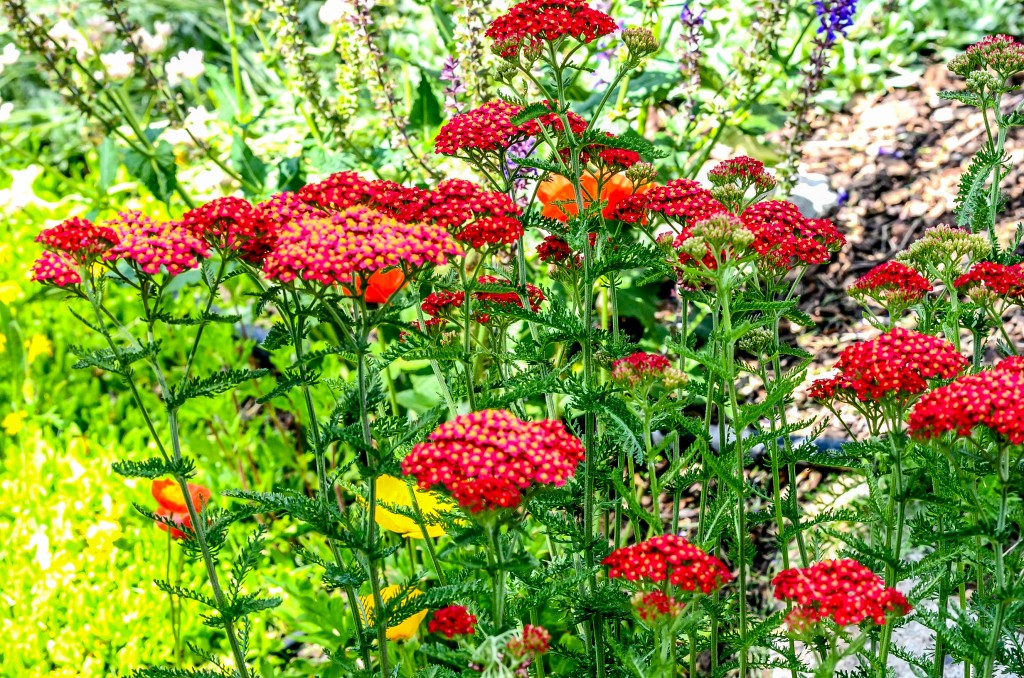 Crested Butte Wildflower Landscapes